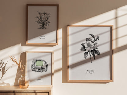 Camellia Poster | Camellia japonica Pen and Ink Print — Vintage Botanical Illustration Wall Art — styled in a modern interior