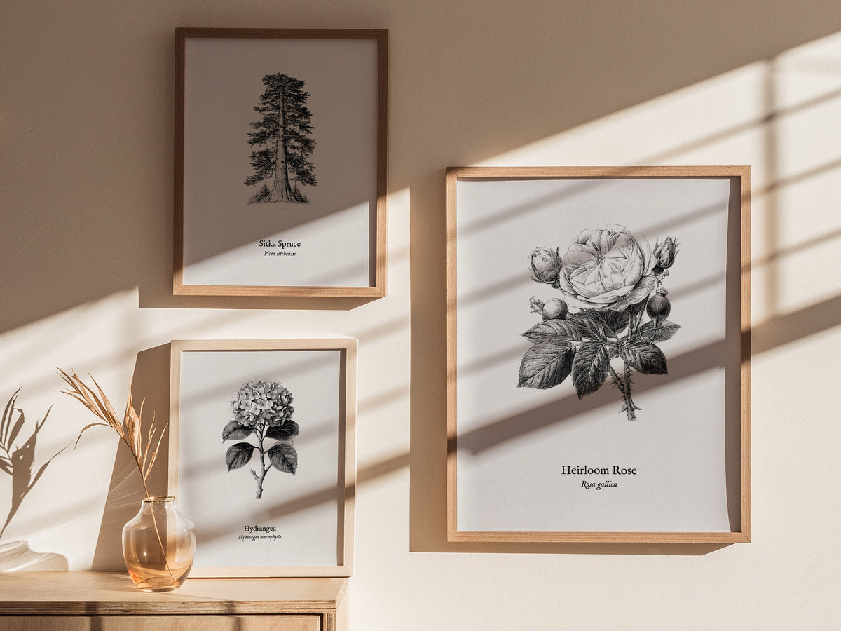 Heirloom Rose Poster | Rosa Gallica Pen and Ink Print Vintage Botanical Illustration Wall Art — styled in a modern interior