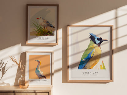 Green Jay, Cyanocorax luxuosus Poster | Tropical Bird Wall Art — styled in a modern interior