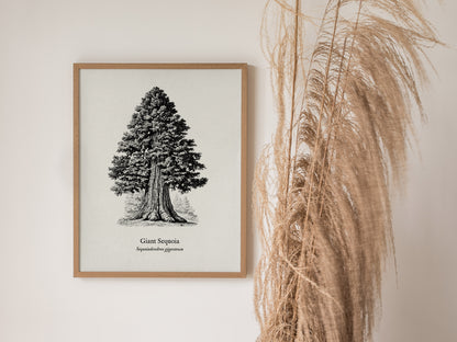 Giant Sequoia Poster | Vintage Sequoiadendron Giganteum Botanical Illustration Wall Art — styled in a modern interior