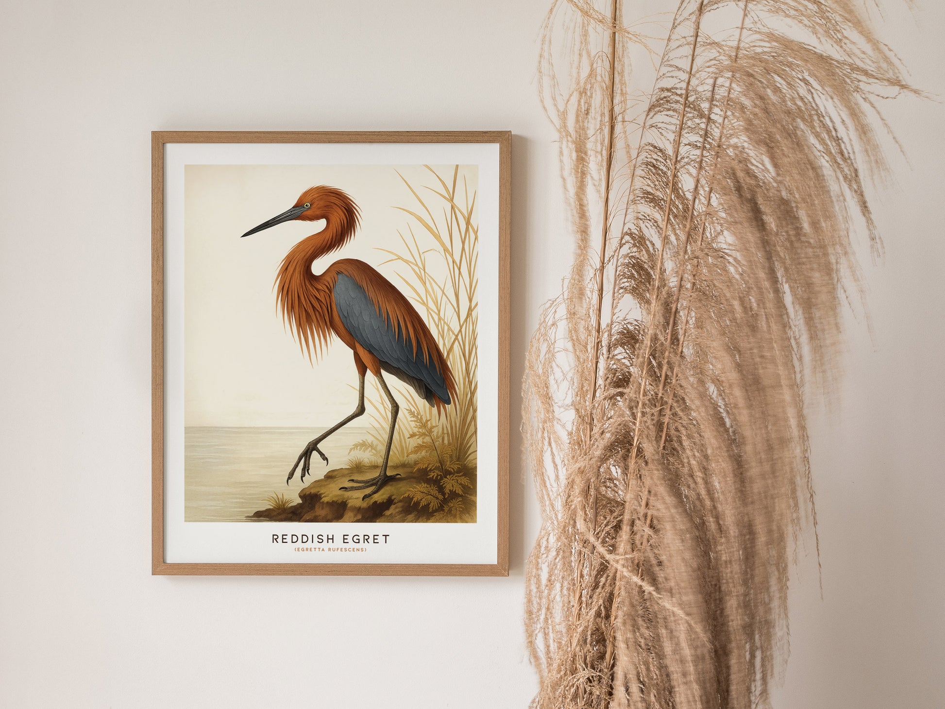 A framed poster of a reddish egret is displayed on a white wall, capturing the birds elegant stance against a natural backdrop. To the right, tall, dried grasses add texture and complement the wall art.