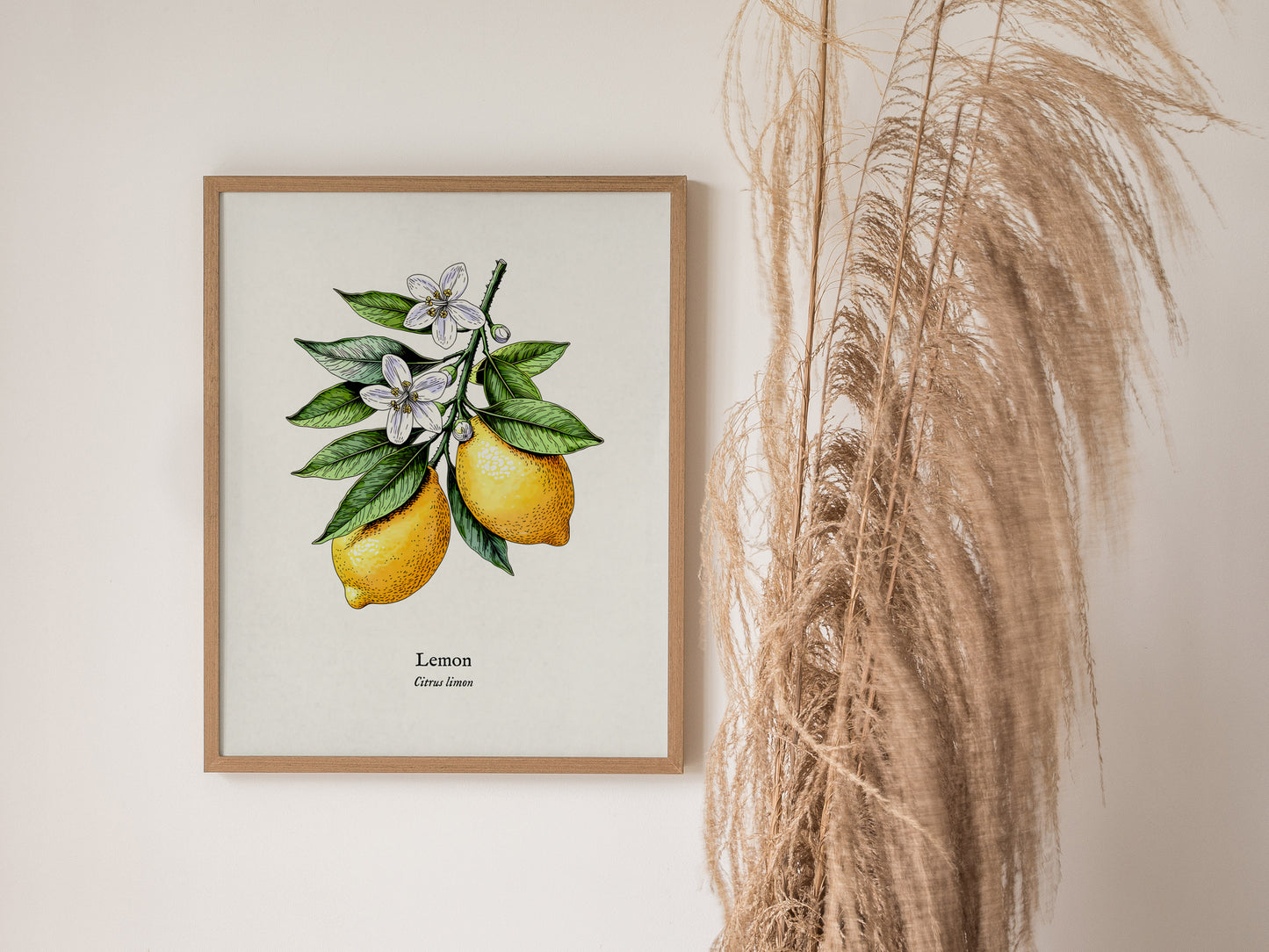 Botanical Lemon Poster | Citrus x Limon Framed Wall Art — styled in a modern interior