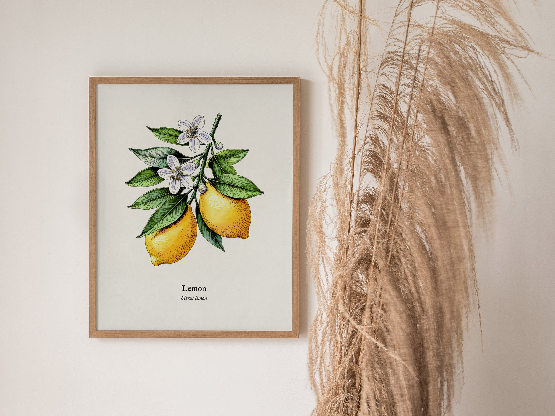Botanical Lemon Poster | Citrus x Limon Framed Wall Art — styled in a modern interior