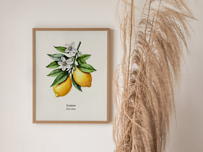 Botanical Lemon Poster | Citrus x Limon Framed Wall Art — styled in a modern interior