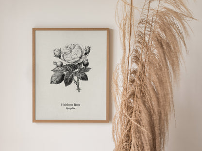 Heirloom Rose Poster | Rosa Gallica Pen and Ink Print Vintage Botanical Illustration Wall Art — styled in a modern interior