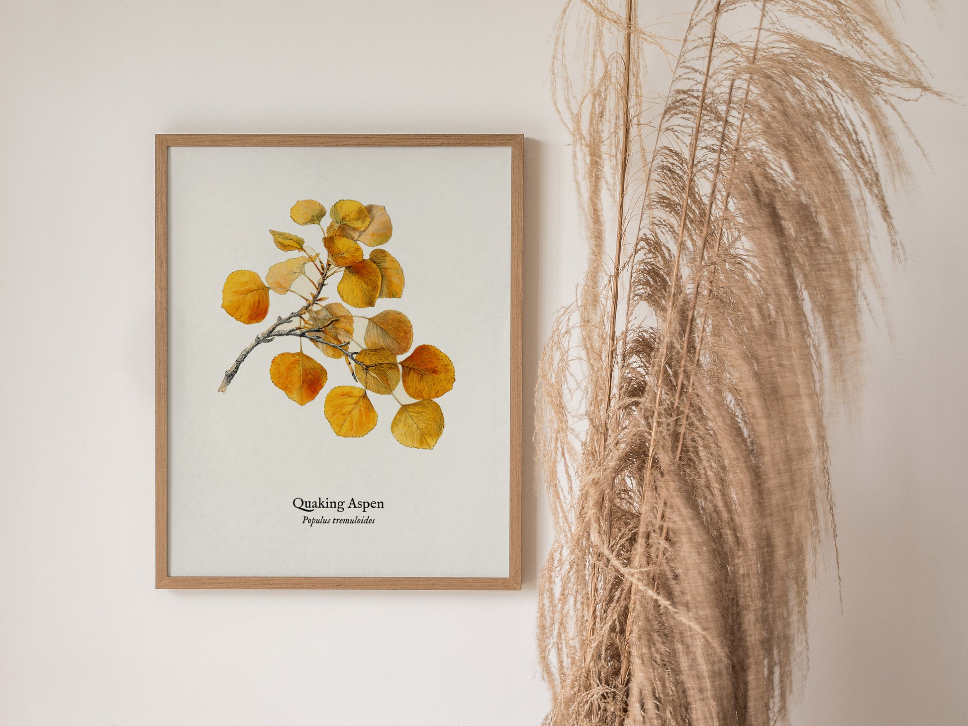 Quaking Aspen Poster | Vintage Populus tremuloides Botanical Illustration Wall Art — styled in a modern interior