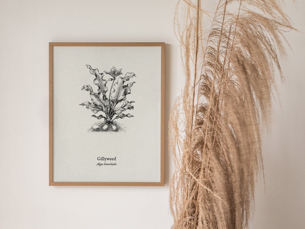 Gillyweed Poster | Algae Branchialis Pen and Ink Print Vintage Scientific Illustration — styled in a modern interior