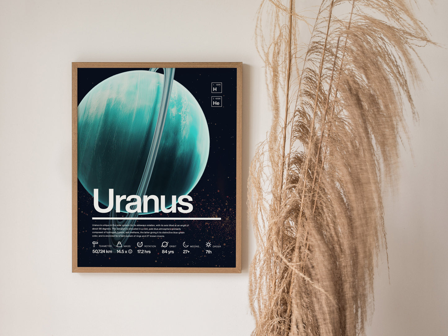A framed poster of Uranus features the planets blue-green hue and scientific facts, displayed against a dark backdrop. Tall dried grasses are visible beside the poster.