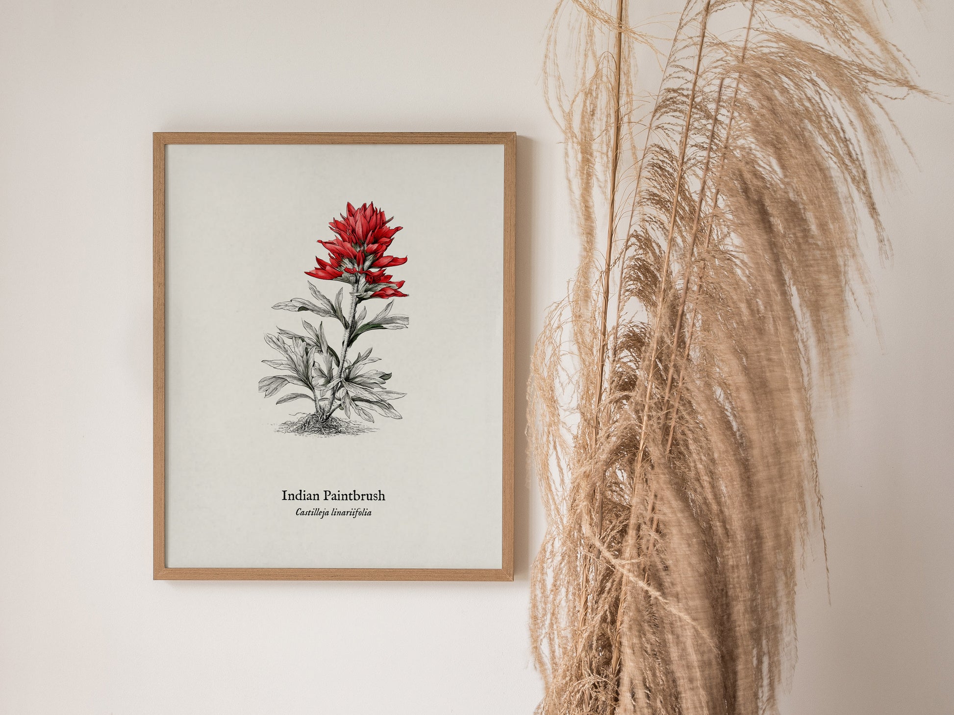 Indian Paintbrush Poster | Castilleja Linariifolia Pen and Ink Print Vintage Botanical Illustration — styled in a modern inte