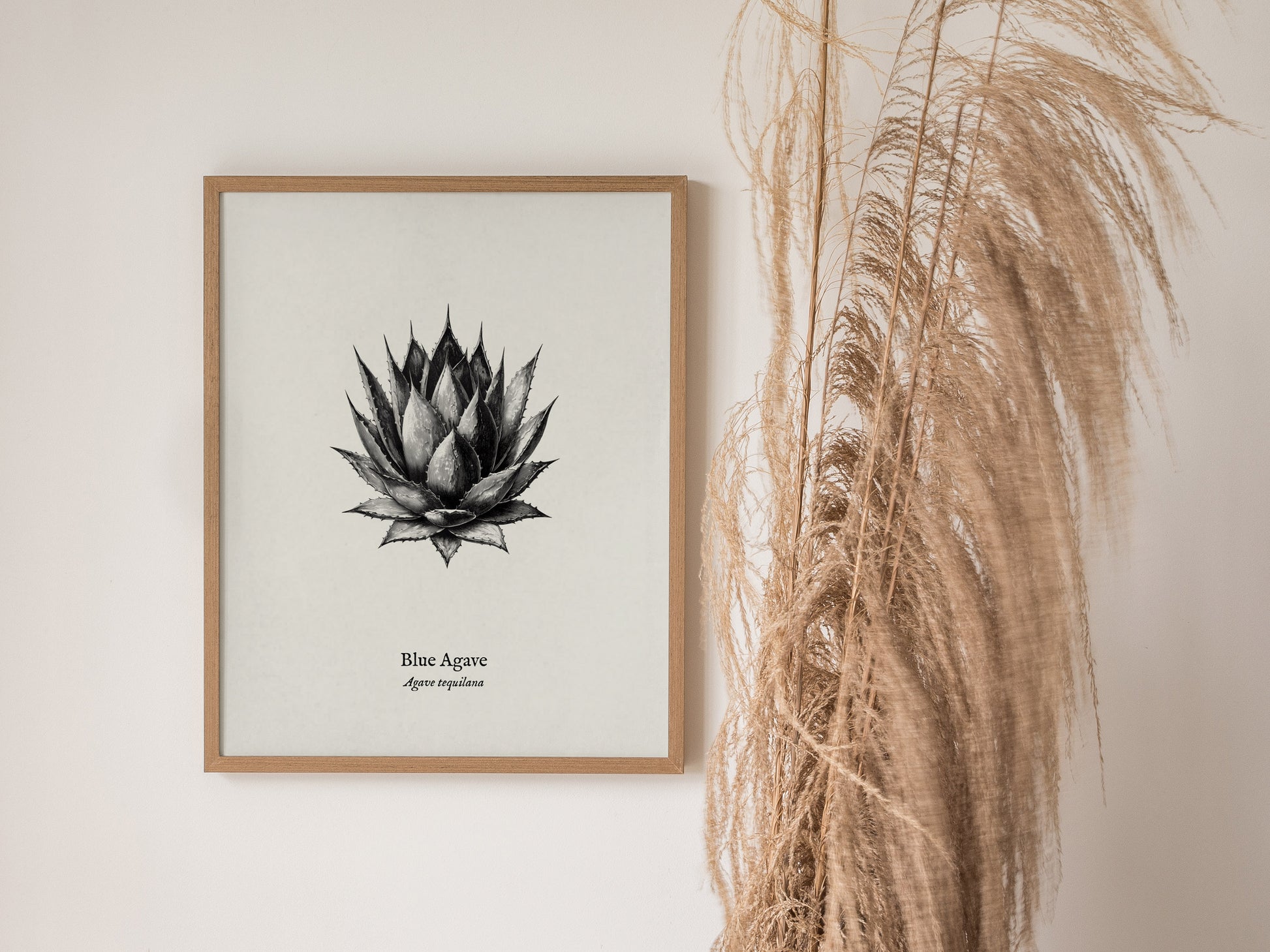 Blue Agave Poster | Vintage Agave Tequilana Botanical Illustration Wall Art — styled in a modern interior