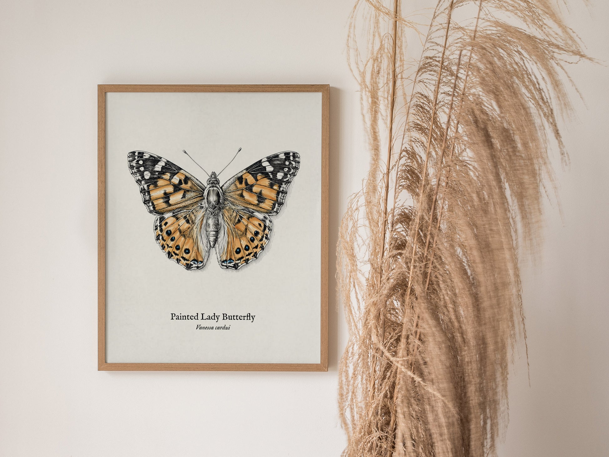 Painted Lady Butterfly Poster | Vintage Vanessa cardui Zoological Illustration Wall Art — styled in a modern interior