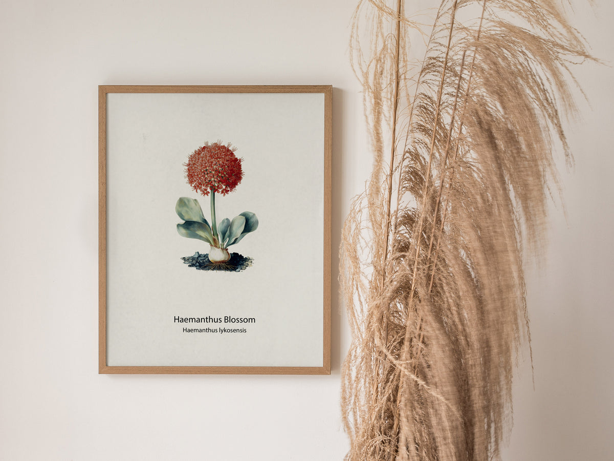Haemanthus Blossom Poster | Haemanthus lykosensis Pen and Ink Print Vintage Botanical Illustration — styled in a modern inter