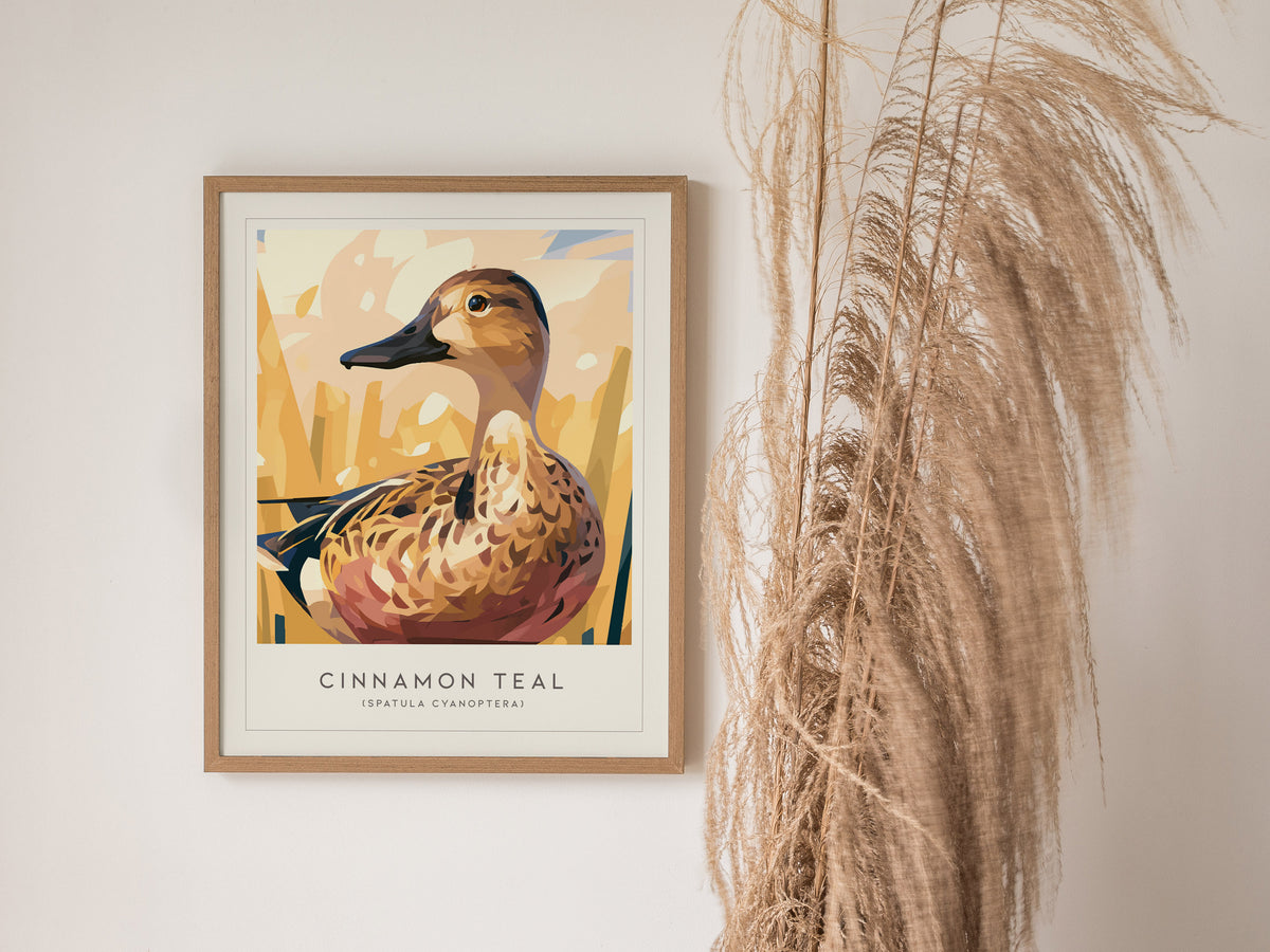 Cinnamon Teal, Spatula cyanoptera Poster | Vibrant Wetland Bird Wall Art — styled in a modern interior