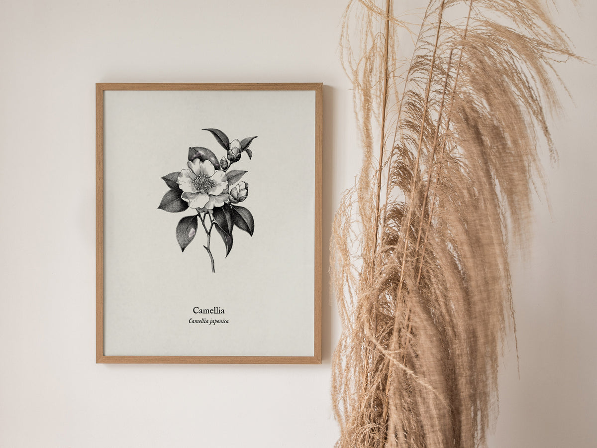 Camellia Poster | Camellia japonica Pen and Ink Print — Vintage Botanical Illustration Wall Art — styled in a modern interior