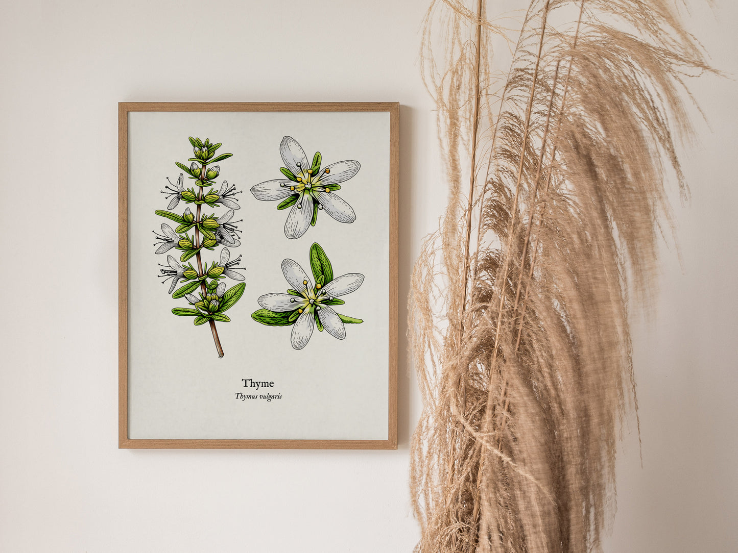 Thyme Poster | Vintage Thymus vulgaris Botanical Illustration Wall Art — styled in a modern interior