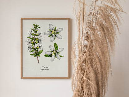 Thyme Poster | Vintage Thymus vulgaris Botanical Illustration Wall Art — styled in a modern interior