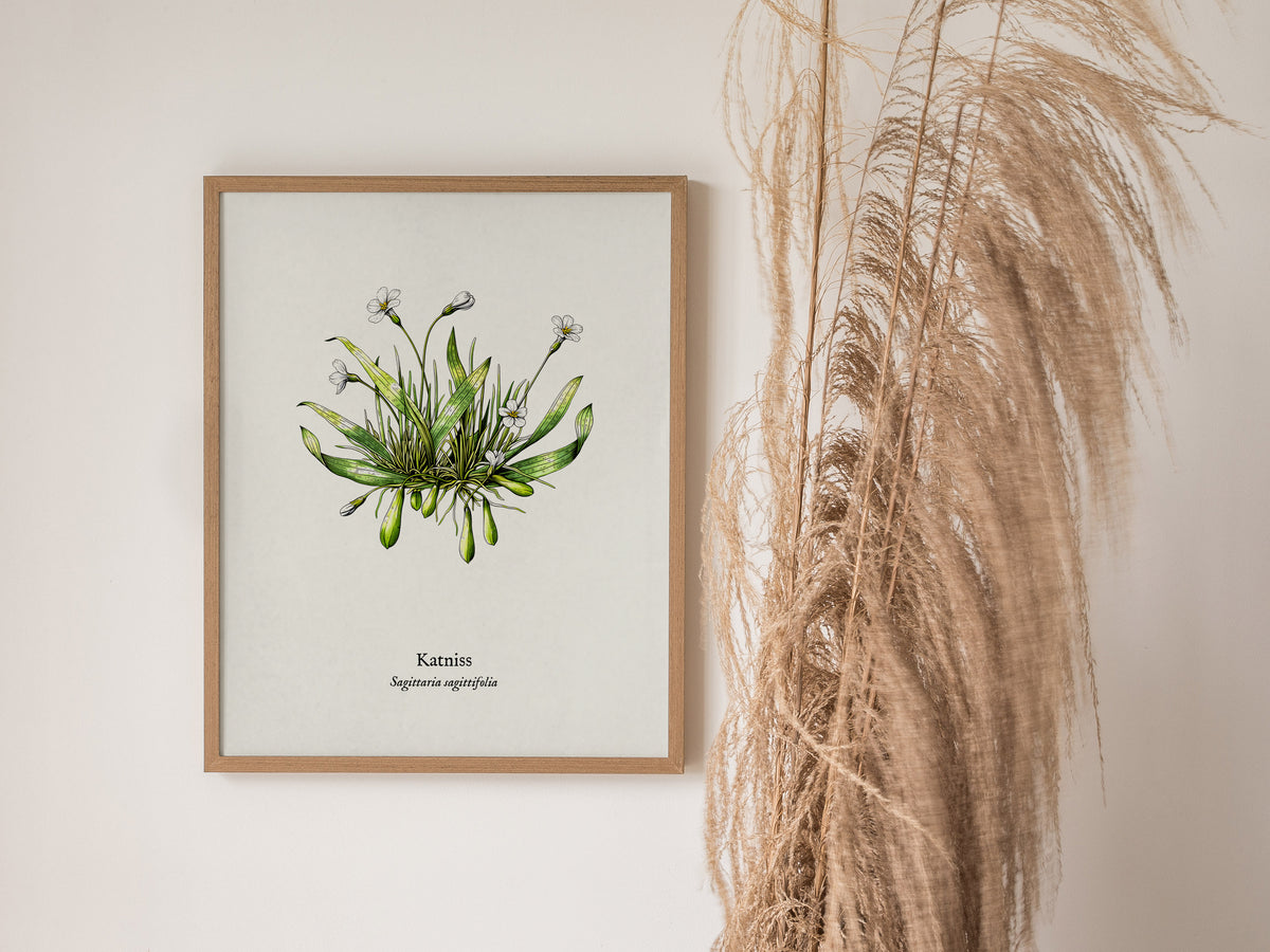 Katniss Poster | Sagittaria sagittifolia Pen and Ink Print | Vintage Botanical Illustration Wall Art — styled in a modern int