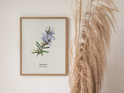 Rosemary Poster | Vintage Salvia Rosmarinus Botanical Illustration Wall Art — styled in a modern interior