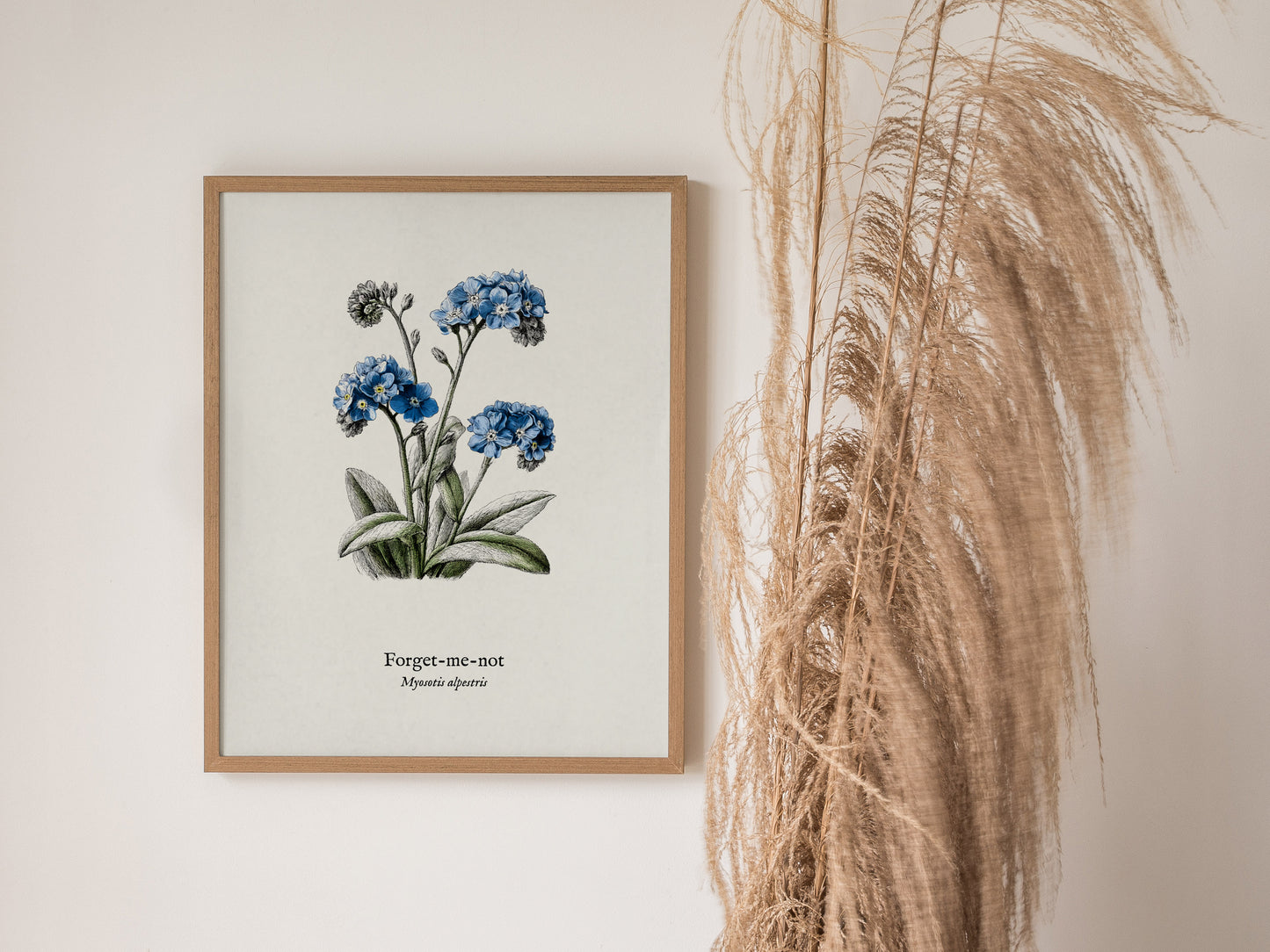 Forget-Me-Not Poster | Vintage Myosotis Alpestris Botanical Illustration Wall Art — styled in a modern interior