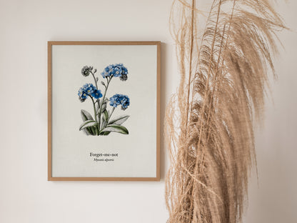 Forget-Me-Not Poster | Vintage Myosotis Alpestris Botanical Illustration Wall Art — styled in a modern interior