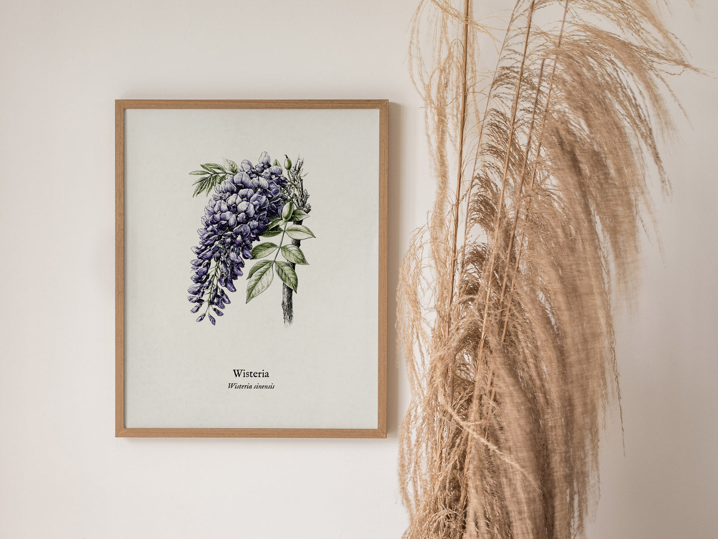 Wisteria Poster | Vintage Wisteria sinensis Botanical Illustration Wall Art — styled in a modern interior