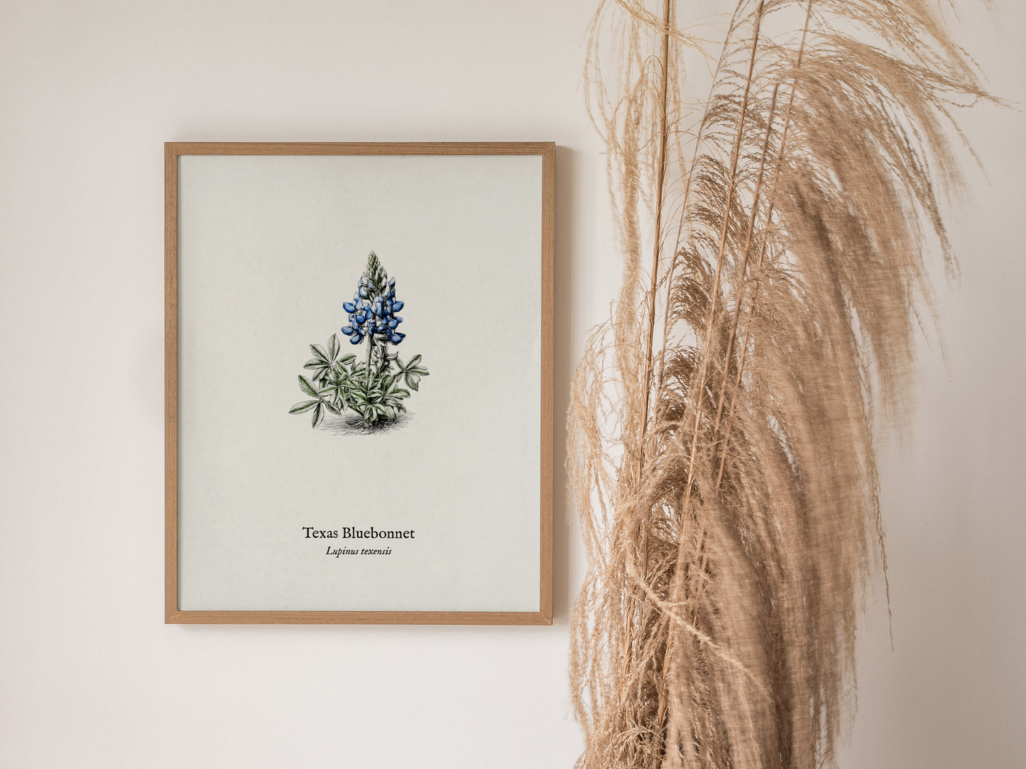 Texas Bluebonnet Poster | Vintage Lupinus texensis Botanical Illustration Wall Art — styled in a modern interior