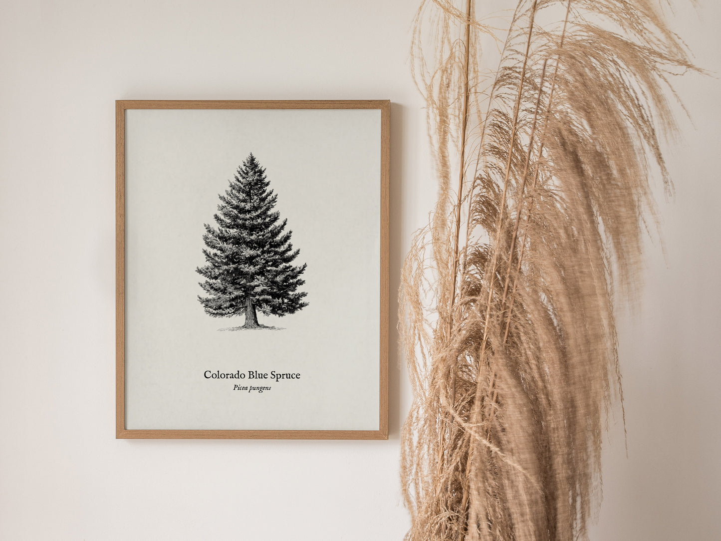 Colorado Blue Spruce Poster | Picea pungens Pen and Ink Print Vintage Botanical Illustration Wall Art — styled in a modern in