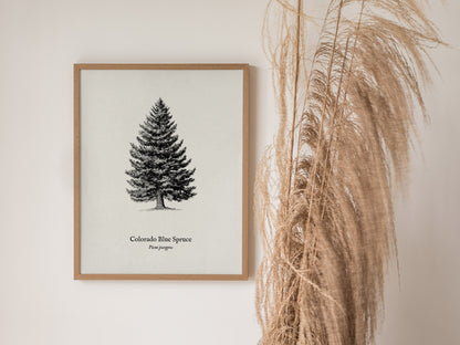 Colorado Blue Spruce Poster | Picea pungens Pen and Ink Print Vintage Botanical Illustration Wall Art — styled in a modern in