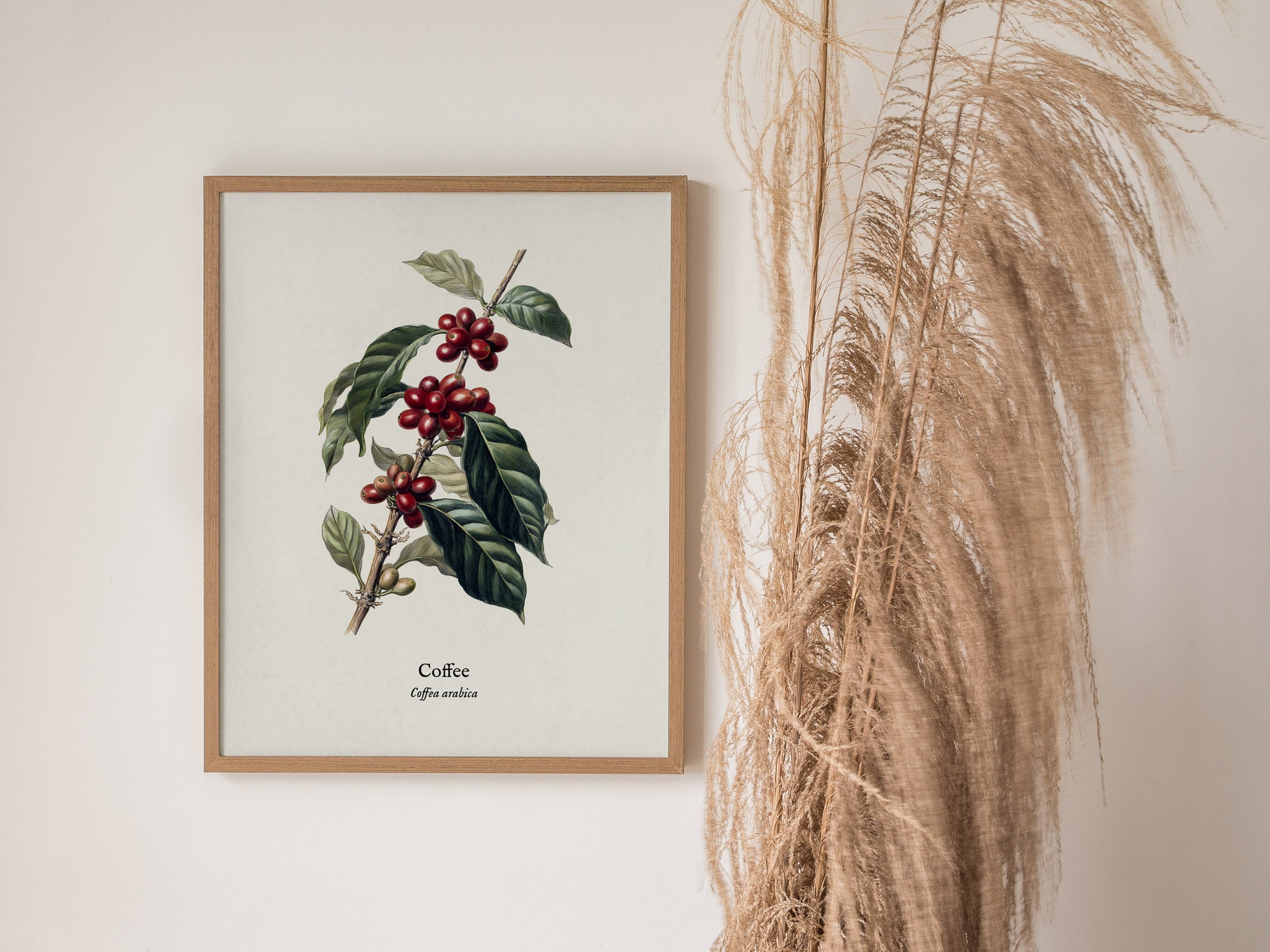 Coffee Poster | Vintage Coffea Arabica Botanical Illustration Wall Art — styled in a modern interior