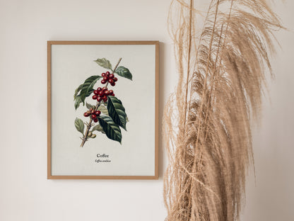 Coffee Poster | Vintage Coffea Arabica Botanical Illustration Wall Art — styled in a modern interior