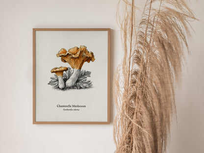 Chanterelle Mushroom Poster | Cantharellus cibarius Pen and Ink Print Vintage Scientific Illustration — styled in a modern in