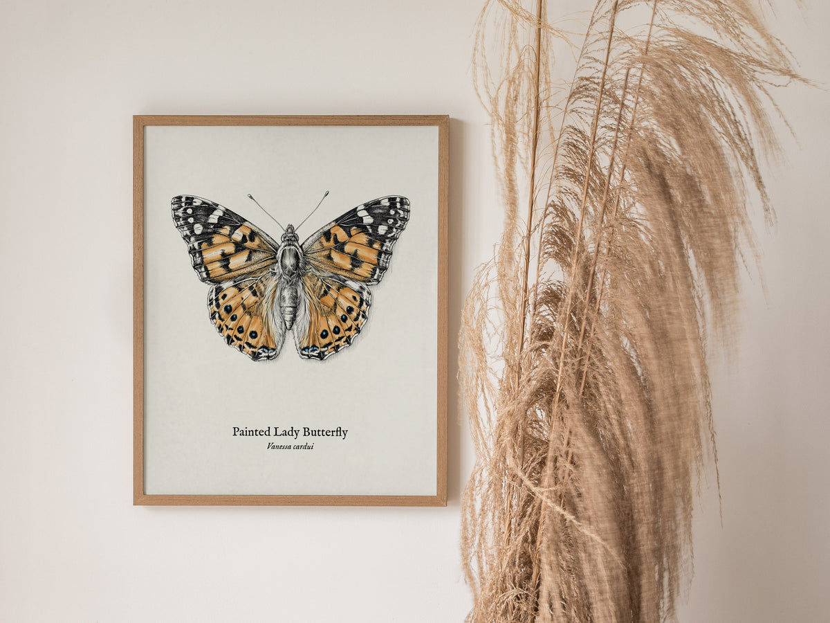 Painted Lady Butterfly Poster | Vintage Vanessa cardui Zoological Illustration Wall Art — styled in a modern interior