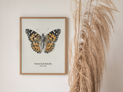 Painted Lady Butterfly Poster | Vintage Vanessa cardui Zoological Illustration Wall Art — styled in a modern interior