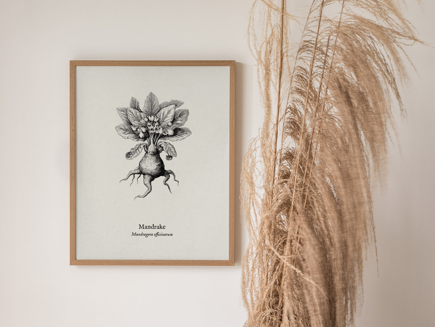 Mandrake Poster | Mandragora officinarum Pen and Ink Print Vintage Botanical Illustration — styled in a modern interior
