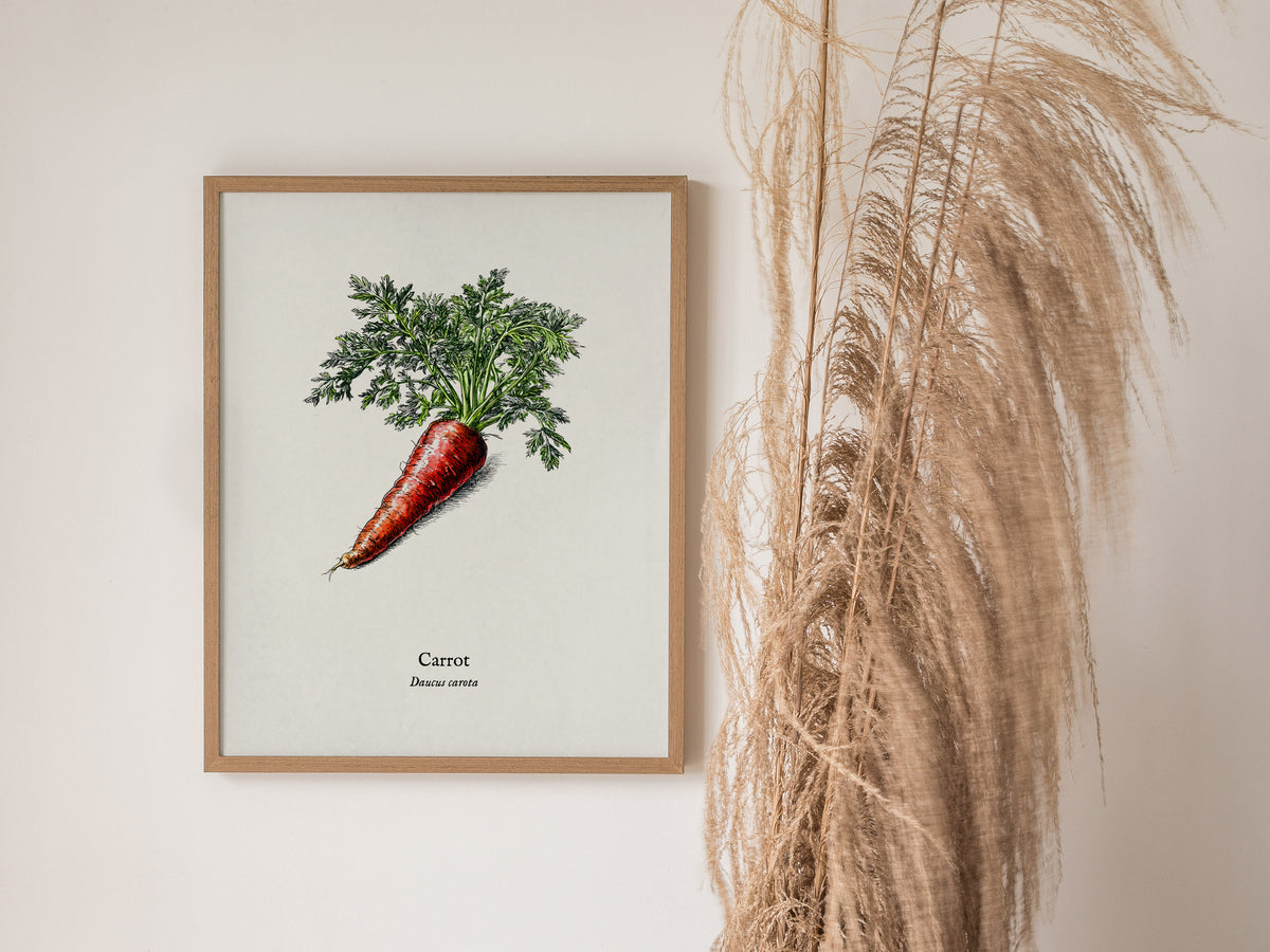 Carrot Poster | Daucus Carota Pen and Ink Print | Vintage Botanical Illustration Wall Art — styled in a modern interior