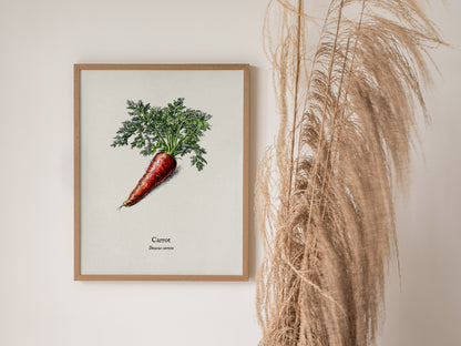 Carrot Poster | Daucus Carota Pen and Ink Print | Vintage Botanical Illustration Wall Art — styled in a modern interior