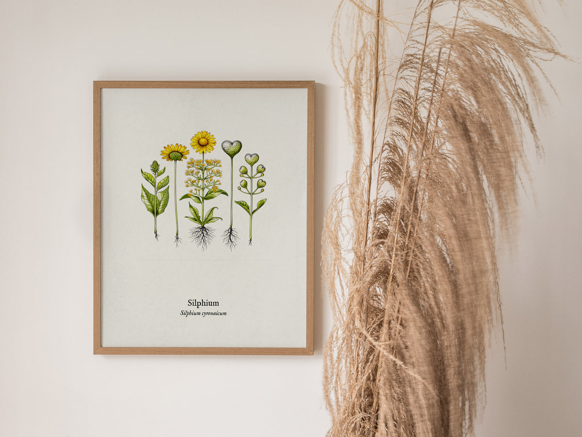 Silphium Poster | Silphium cyrenaicum Pen and Ink Print — Vintage Botanical Illustration Wall Art — styled in a modern interi