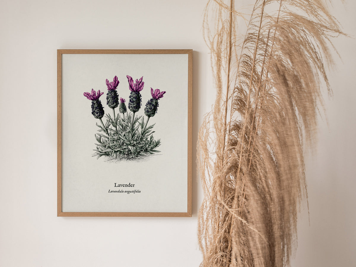 Lavender Poster | Lavandula angustifolia Pen and Ink Print Vintage Botanical Illustration Wall Art — styled in a modern inter