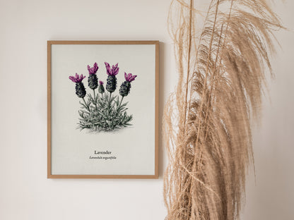 Lavender Poster | Lavandula angustifolia Pen and Ink Print Vintage Botanical Illustration Wall Art — styled in a modern inter