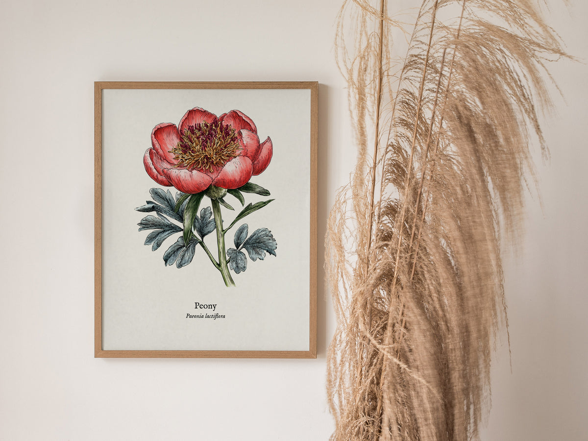 Peony Poster | Vintage Paeonia Lactiflora Botanical Illustration Wall Art — styled in a modern interior