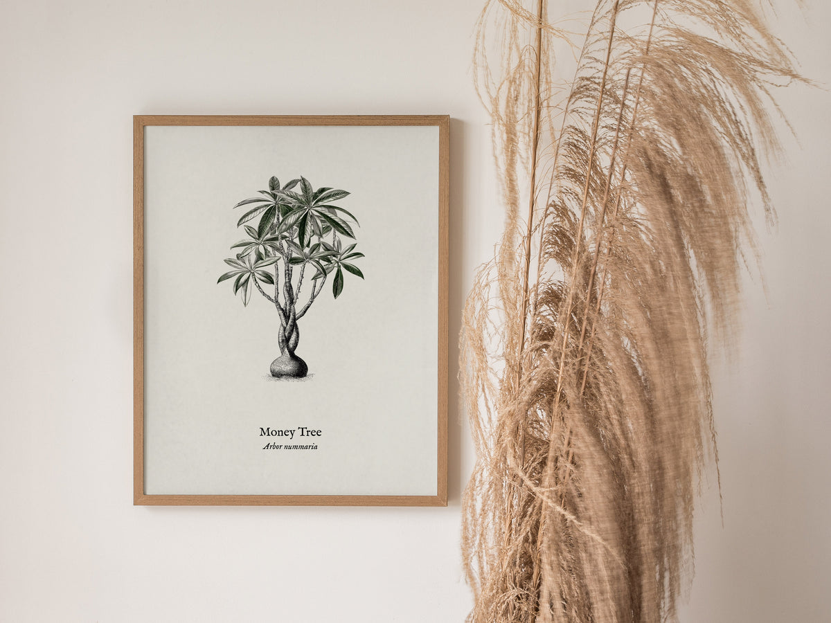 Money Tree Poster | Arbor Nummaria Pen and Ink Print — Vintage Botanical Illustration Wall Art — styled in a modern interior