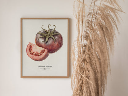 Heirloom Tomato Poster | Vintage Solanum Lycopersicum Botanical Illustration Wall Art — styled in a modern interior