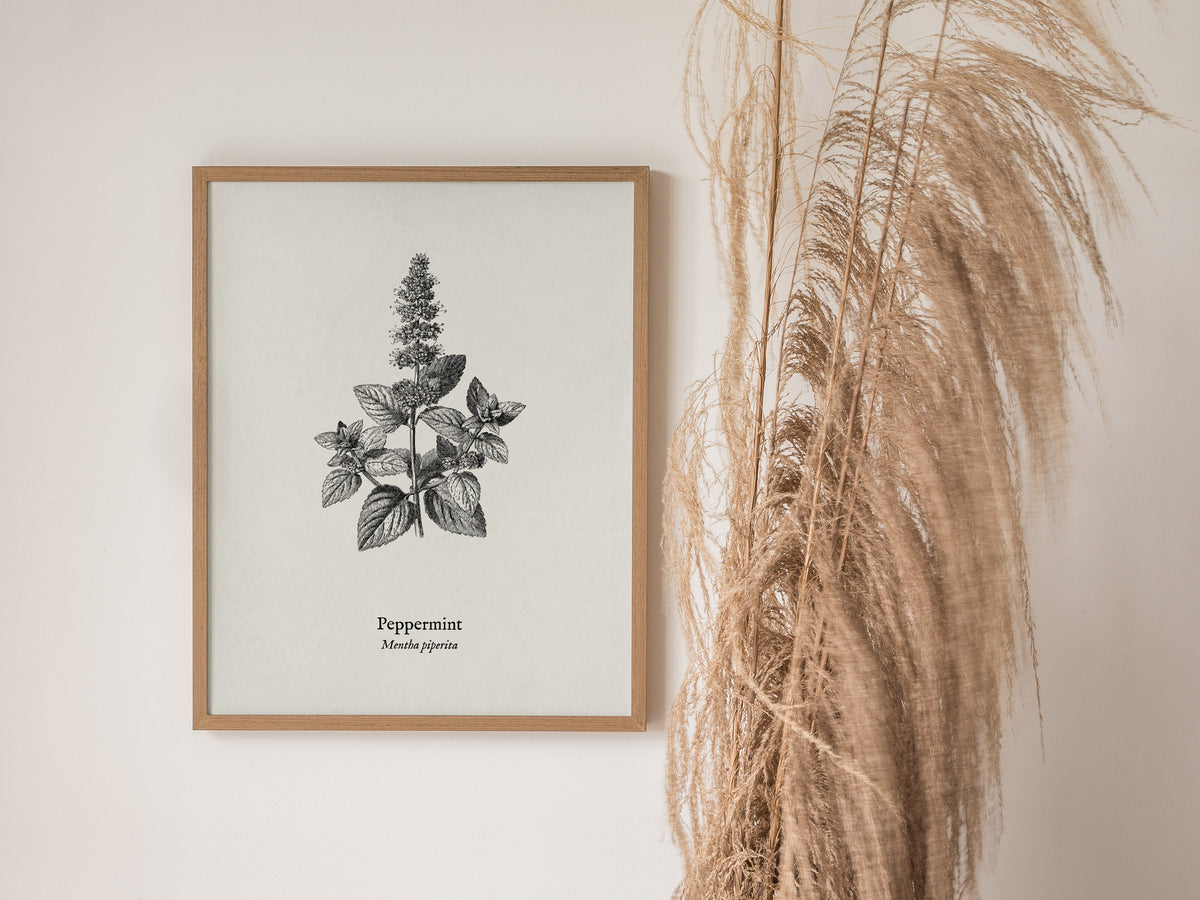 Peppermint Poster | Mentha piperita Vintage Botanical Ink Illustration Wall Art — styled in a modern interior