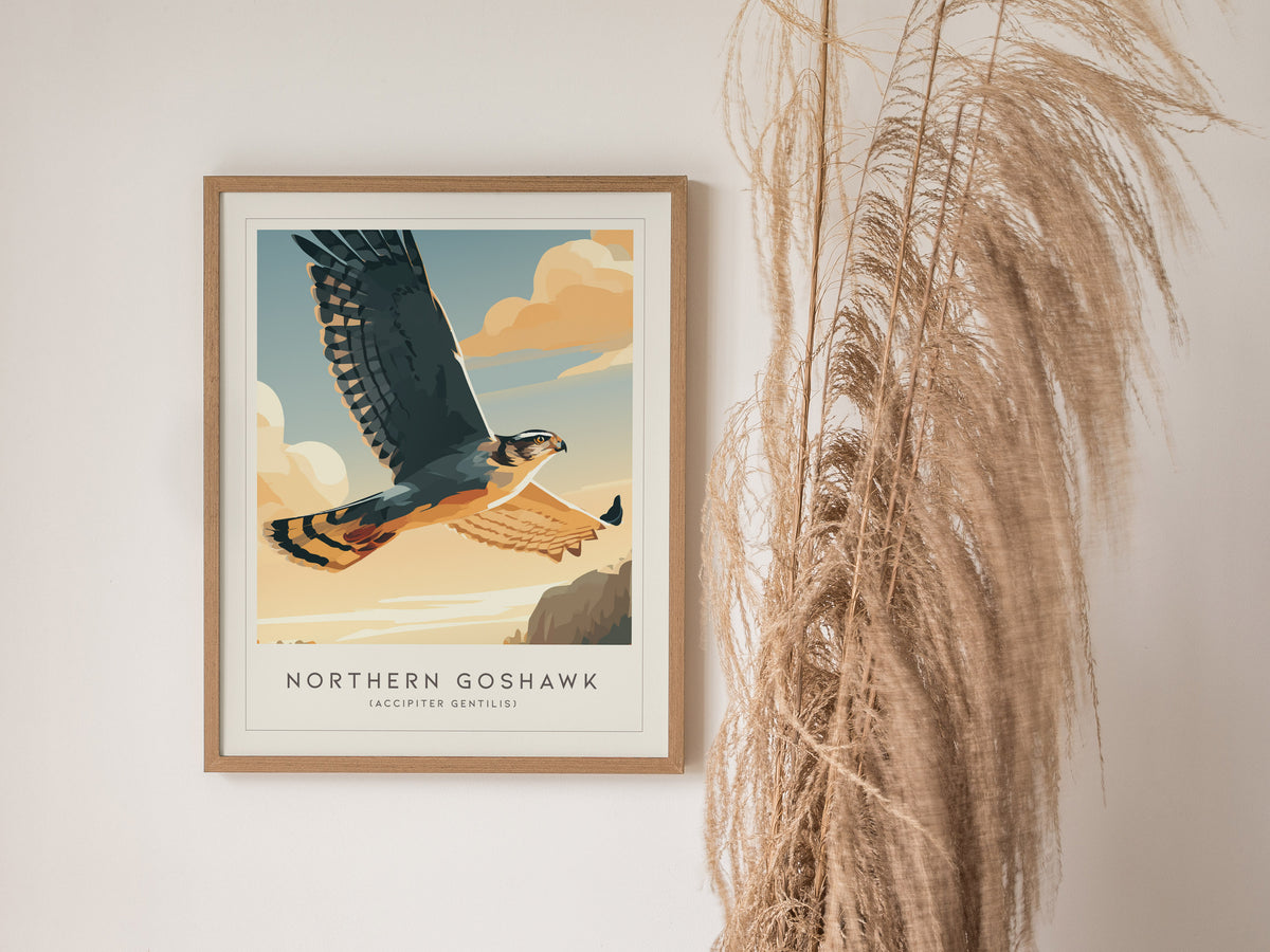 Northern Goshawk, Accipiter gentilis Poster | Fierce Raptor Bird Wall Art — styled in a modern interior