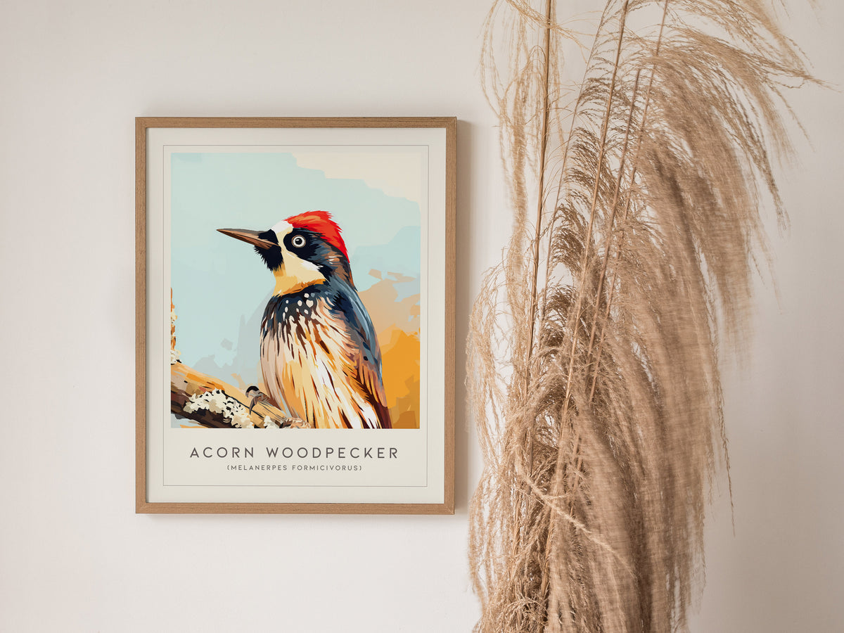 Acorn Woodpecker, Melanerpes formicivorus Poster | Bold Bird Wall Art Nature Print — styled in a modern interior