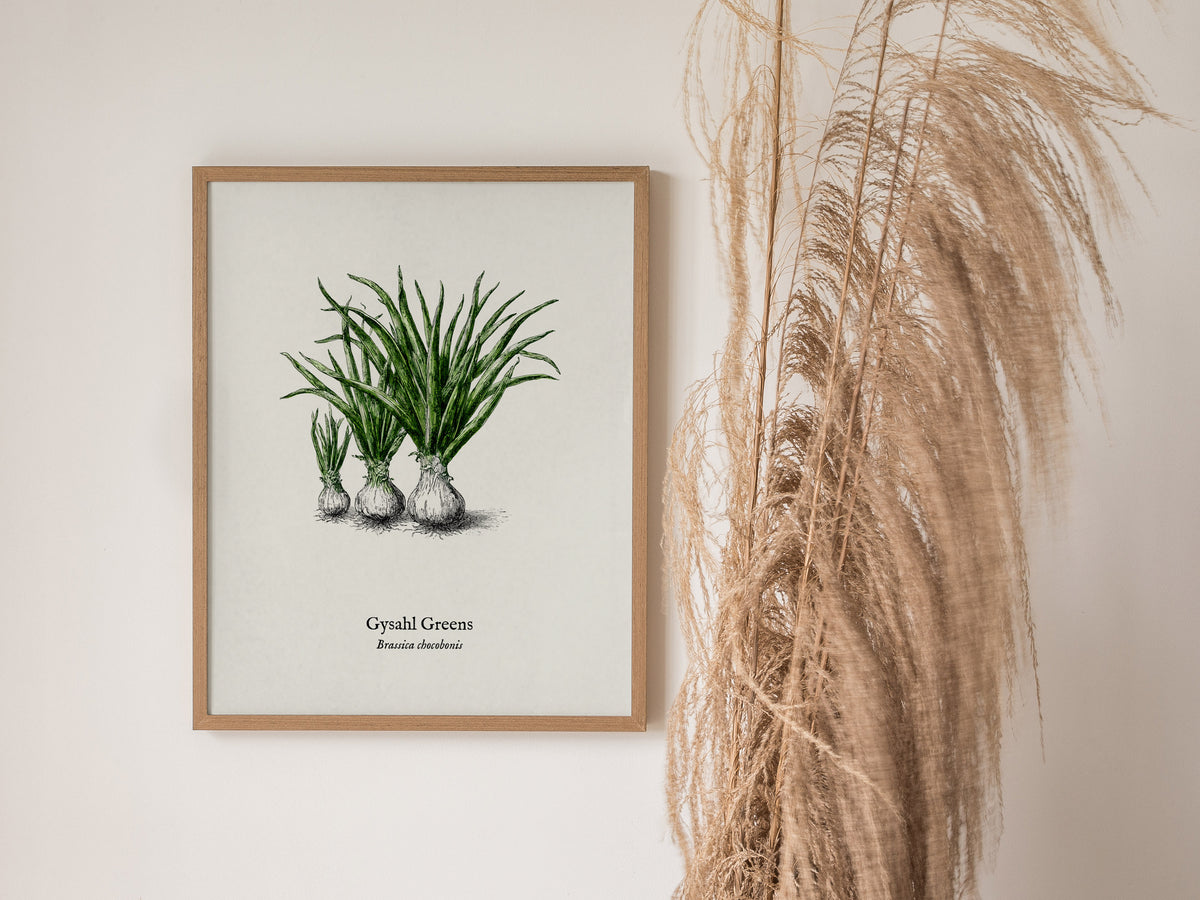 Gysahl Greens Poster | Brassica chocobonis Pen and Ink Print Vintage Botanical Illustration — styled in a modern interior