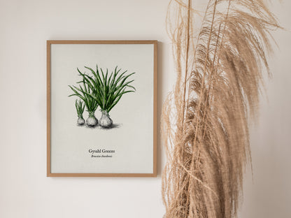 Gysahl Greens Poster | Brassica chocobonis Pen and Ink Print Vintage Botanical Illustration — styled in a modern interior