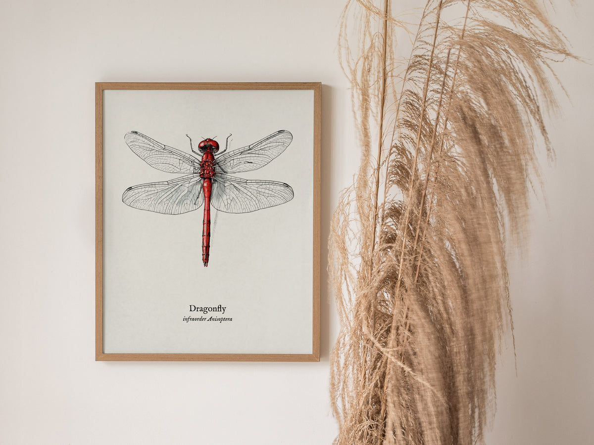 Dragonfly Poster | Vintage Anisoptera Zoological Illustration Wall Art — styled in a modern interior
