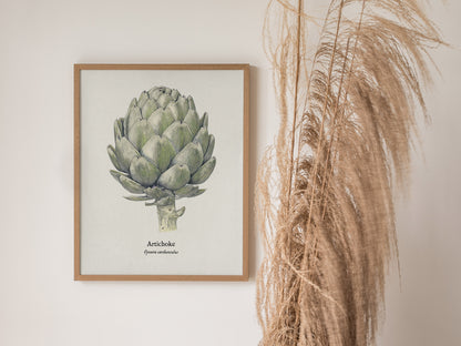 Artichoke Poster | Vintage Cynara Cardunculus Botanical Illustration Wall Art — styled in a modern interior