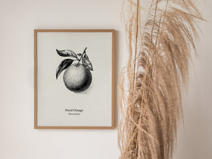 Navel Orange Poster | Citrus sinensis Pen and Ink Print Vintage Botanical Illustration — styled in a modern interior